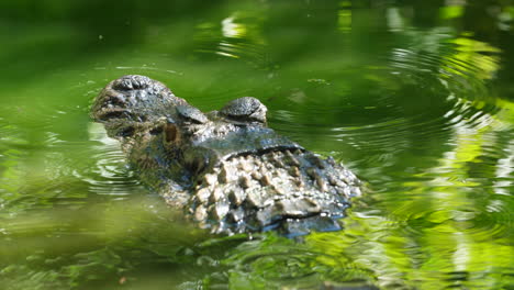 Black-caiman-close-up-in-a-pond-French-Guiana